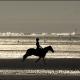 Horses on the beach