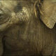 Elephant detail