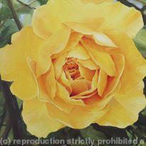 The yellow rose.