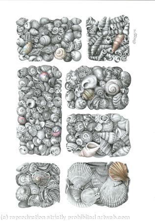 Karens Seashell Collection