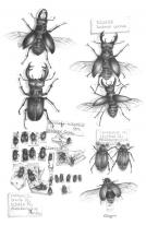 Stag Beetles