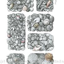 Karens Seashell Collection