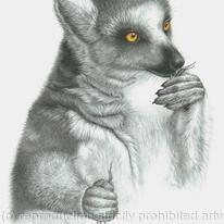 Ringtailed Lemur