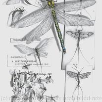 Southern Hawker Dragonfly
