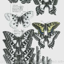 Swallowtail Butterflies