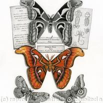 Atlas Moth