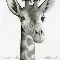 Rothschild Giraffe