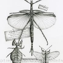 Stick Insects