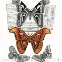Atlas Moth