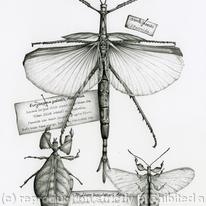 Stick Insects