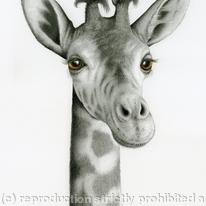 Rothschild Giraffe