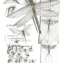 Southern Hawker Dragonfly