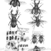 Stag Beetles