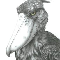 Shoebill