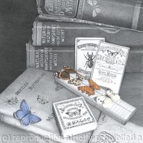 The Butterfly Collector