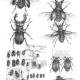 Stag Beetles