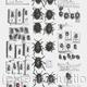 Ground Beetles