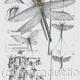 Southern Hawker Dragonfly
