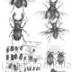 Stagbeetles