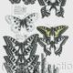 Swallowtail Butterflies