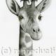 Rothschild Giraffe
