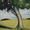 Happy Valley Tree 2…