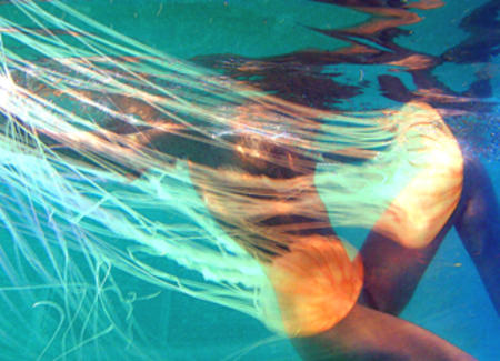 jelly fish folly