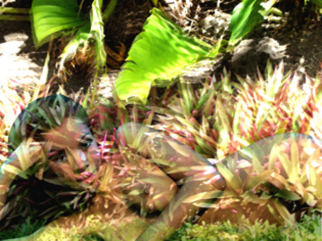 flower child	/><link rel=