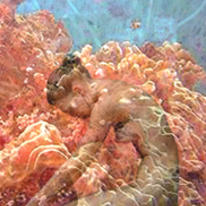 waking from coral dreams