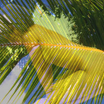 coconut stripes