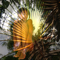 treetop sunshine girl