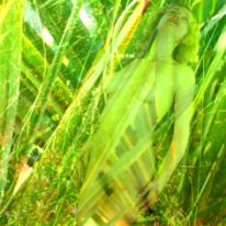 green goddess