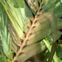 in the green