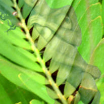 leaf lass