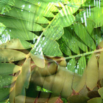 leaf wrap
