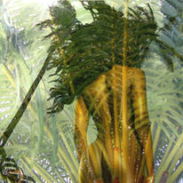 wind in the palms