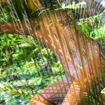palm shade