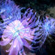 peering through tentacles