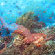 rising from the reef
