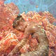 waking from coral dreams