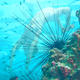 swimming with urchins