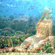 the living reef