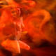 firegirl
