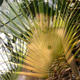 spikey lady