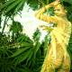 caribbean jungle