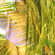 palm cladding