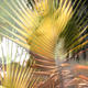 plant life