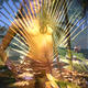 golden girl