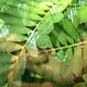 leaf wrap