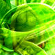 the greeen revolution